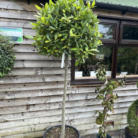 Laurus nobilis lollipops - Bay