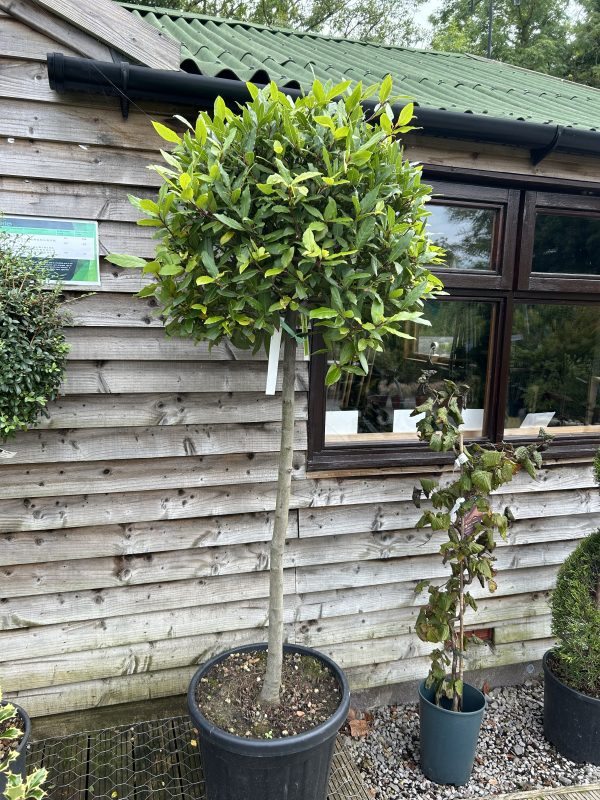 Laurus nobilis lollipops - Bay