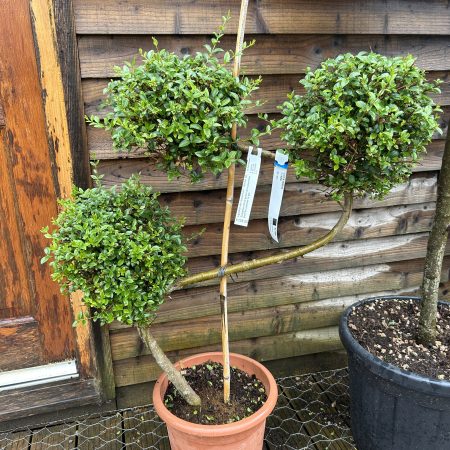 Ligustrum Jonadrum Bonsai