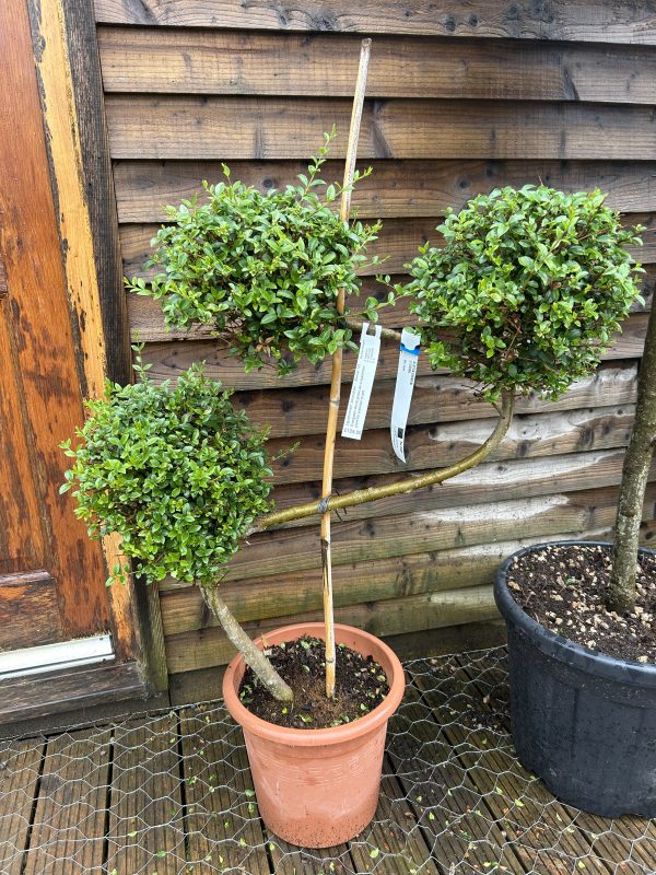 Ligustrum Jonadrum Bonsai