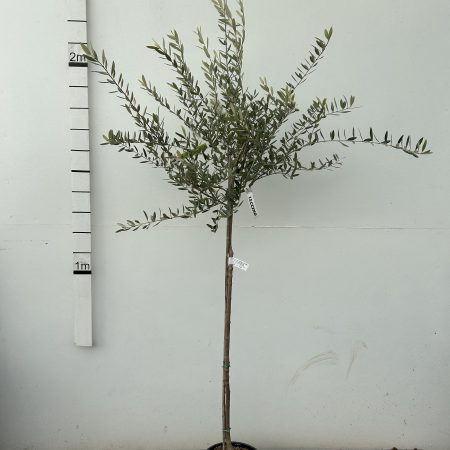 Olea europaea lollipop - Olive