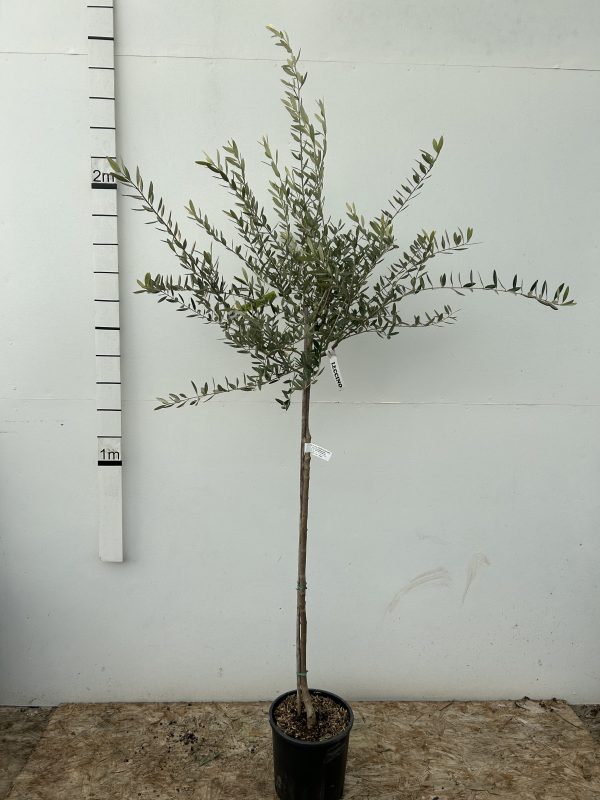 Olea europaea lollipop - Olive