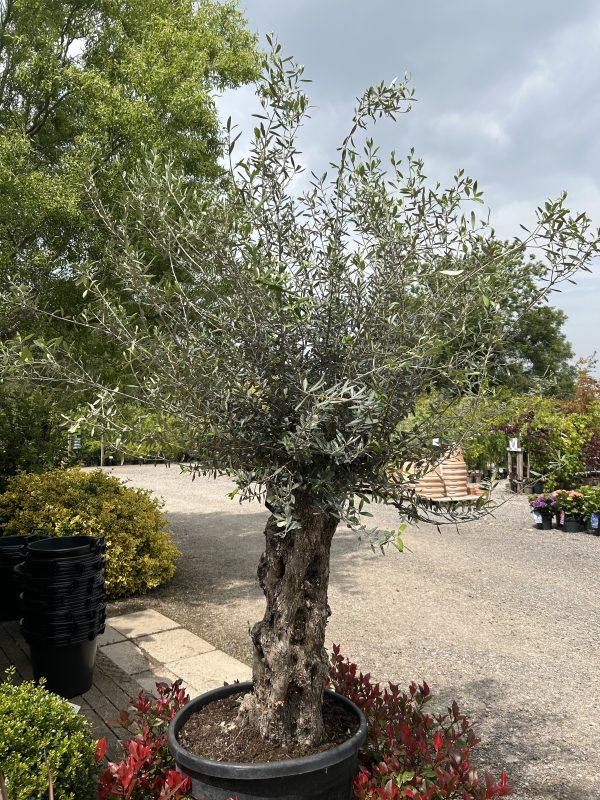 Olea europaea