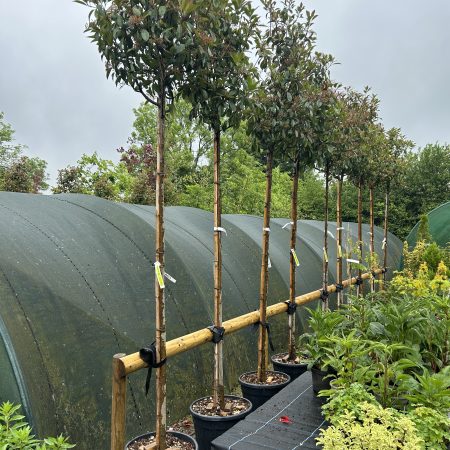 Photinia fraseri 'Red Robin'