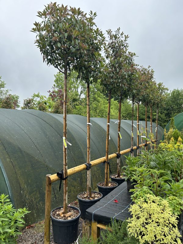 Photinia fraseri 'Red Robin'