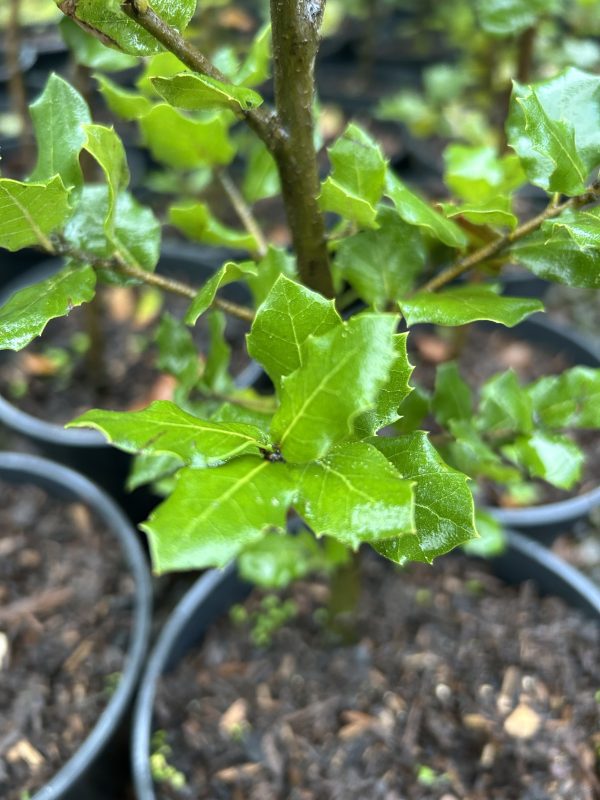 Quercus ilex (Holm Oak) - Potted