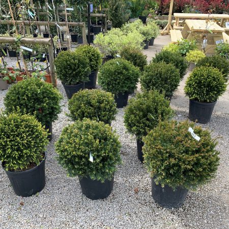 Taxus media Groenland 50cm Ball