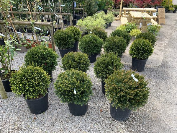 Taxus media Groenland 50cm Ball