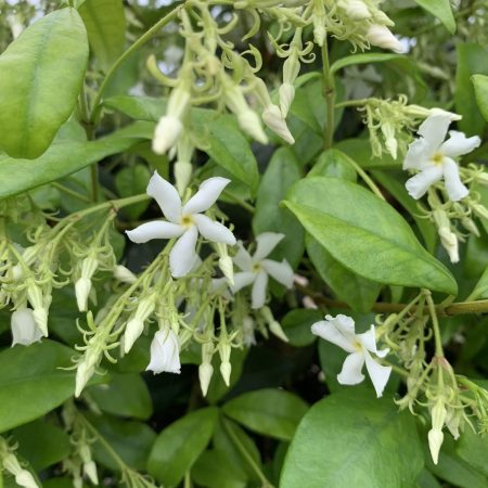 Trachelospermum jasminoides Frame