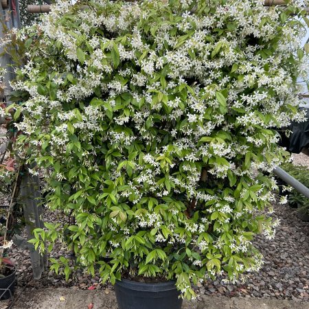 Trachelospermum jasminoides Frame