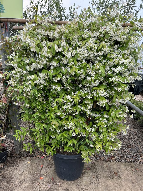 Trachelospermum jasminoides Frame