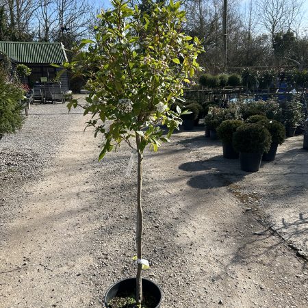 Viburnum tinus 'Spirit' - Half Std Lollipop 18L