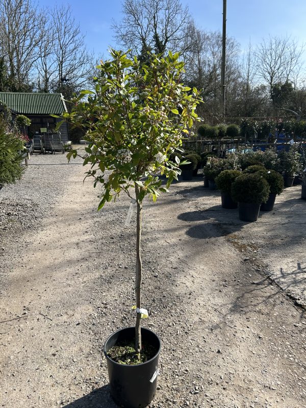 Viburnum tinus 'Spirit' - Half Std Lollipop 18L