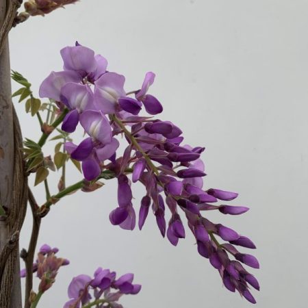 Wisteria brachybotrys 'Ikoyama Fuji' - Parasol 45L