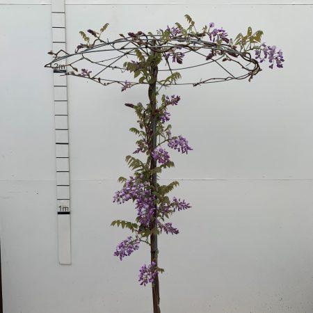 Wisteria brachybotrys 'Ikoyama Fuji' - Parasol 45L