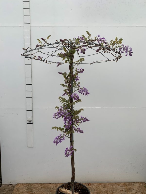 Wisteria brachybotrys 'Ikoyama Fuji' - Parasol 45L