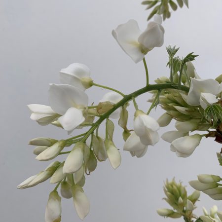 Wisteria brachybotrys 'Shiro Kapitan Fuji' - Umbrella