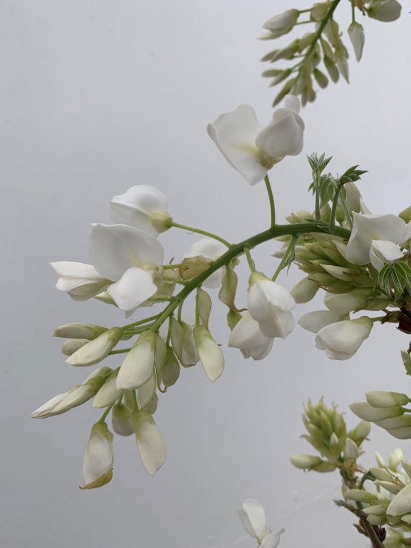 Wisteria brachybotrys 'Shiro Kapitan Fuji' - Umbrella