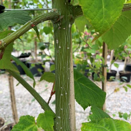 Acer capillipes (Red Snake Bark Maple)