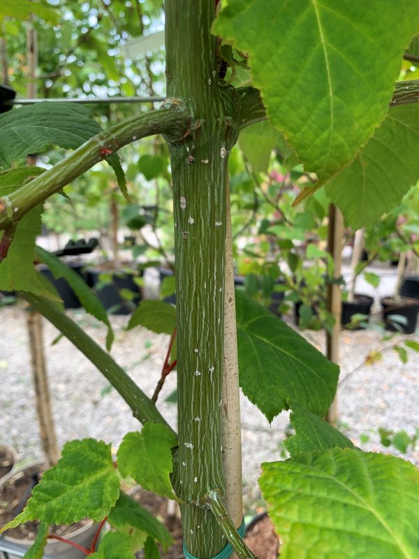 Acer capillipes (Red Snake Bark Maple)