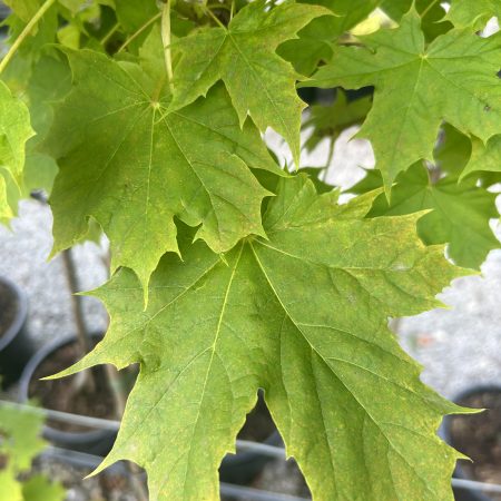 Acer platanoides 'Princeton Gold'