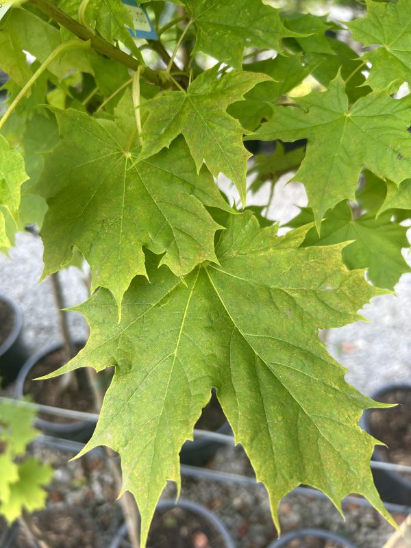 Acer platanoides 'Princeton Gold'