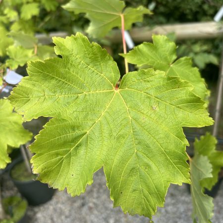 Acer pseudoplatanus (Sycamore)