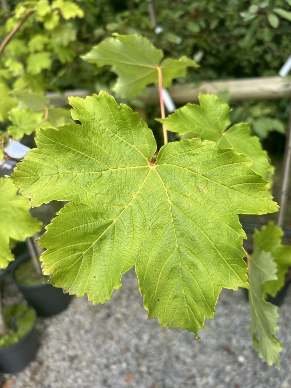 Acer pseudoplatanus (Sycamore)