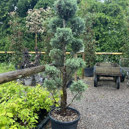 Cupressus arizonica 'Fastigiata' Pom Pom 45L