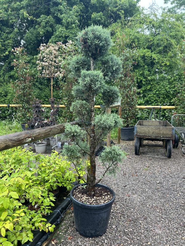 Cupressus arizonica 'Fastigiata' Pom Pom 45L