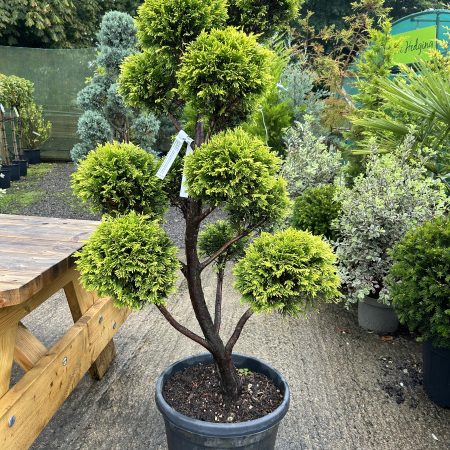 Cupressocyparis leylandii 'Gold Rider' (Leyland Cypress) Pom Pom 35L