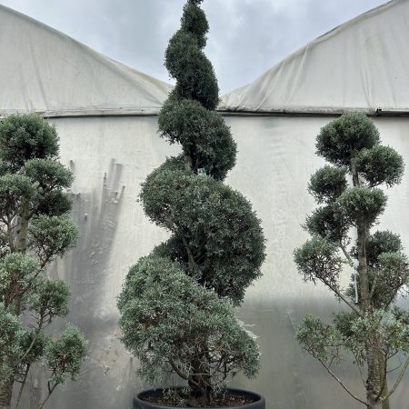 Cupressus arizonica 'Fastigiata' Spiral 2.2m