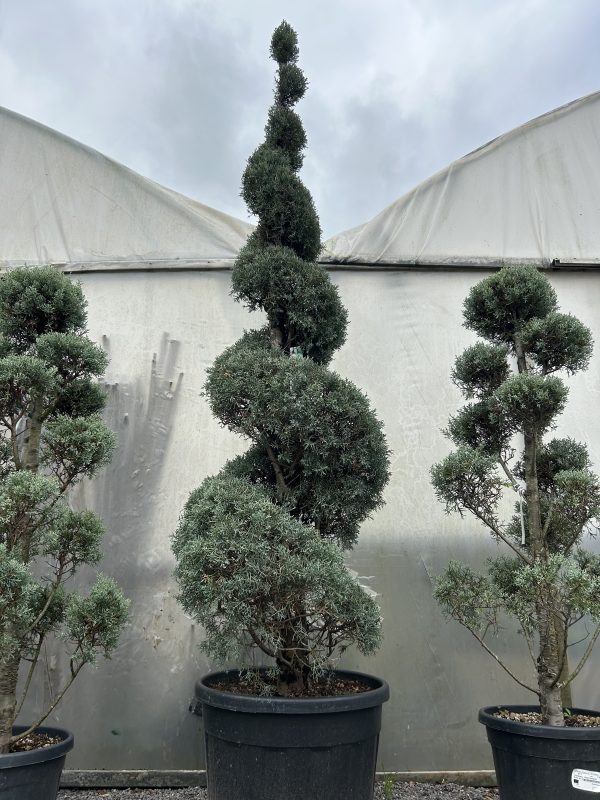 Cupressus arizonica 'Fastigiata' Spiral 2.2m