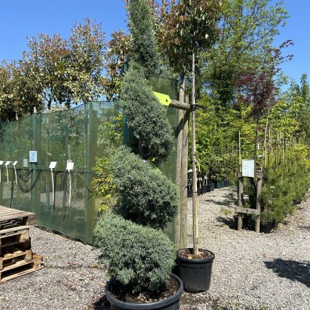 Cupressus arizonica 'Fastigiata' Spiral 2.2m