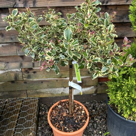 Ilex acquifolium 'Argentea Marginata' Lollipop