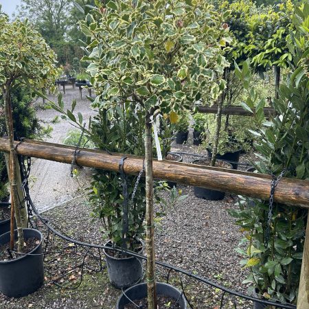 Ilex acquifolium 'Argentea Marginata' Lollipop