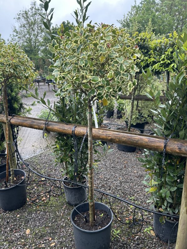 Ilex acquifolium 'Argentea Marginata' Lollipop