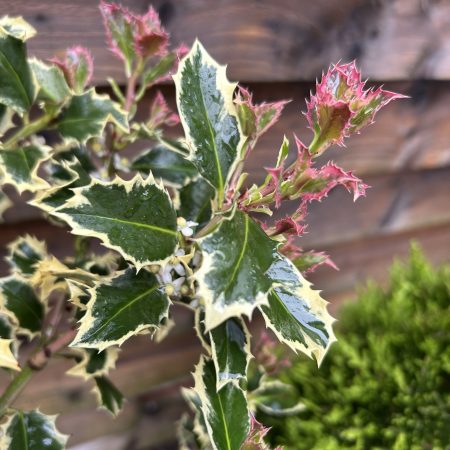 Ilex acquifolium 'Argentea Marginata' Lollipop