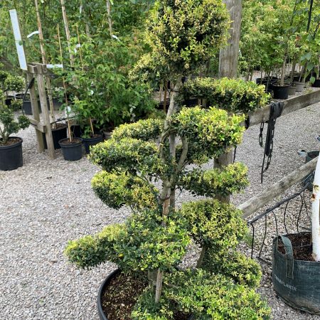 Ilex crenata 'Kinme' bonsai