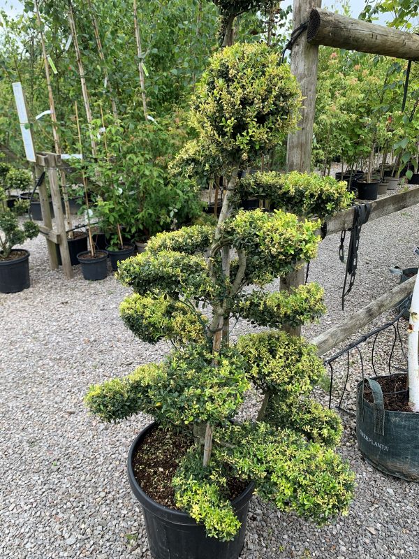 Ilex crenata 'Kinme' bonsai