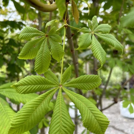 Aesculus hippocastanum (Horse Chestnut)