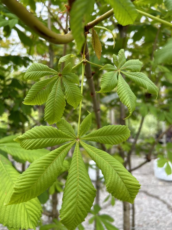 Aesculus hippocastanum (Horse Chestnut)