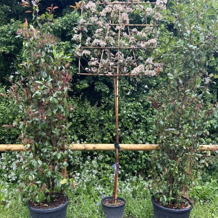 Photinia fraseri 'Red Robin'