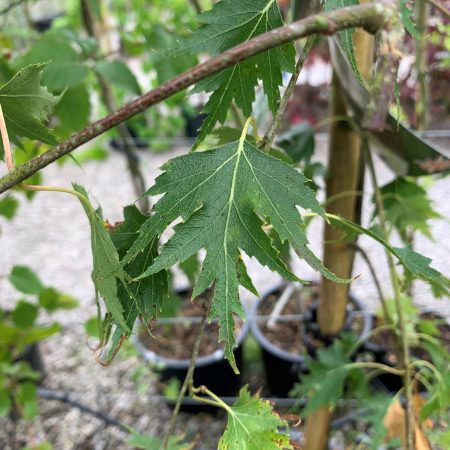 Betula pendula 'Dalecarlica'