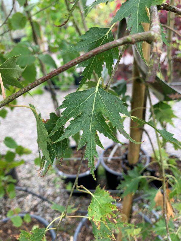 Betula pendula 'Dalecarlica'