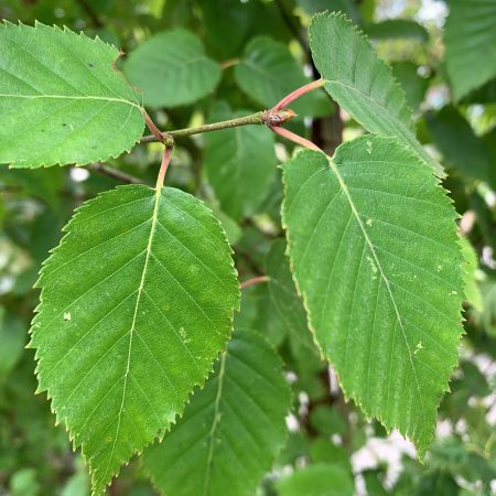 Betula pendula 'Fastigiata'