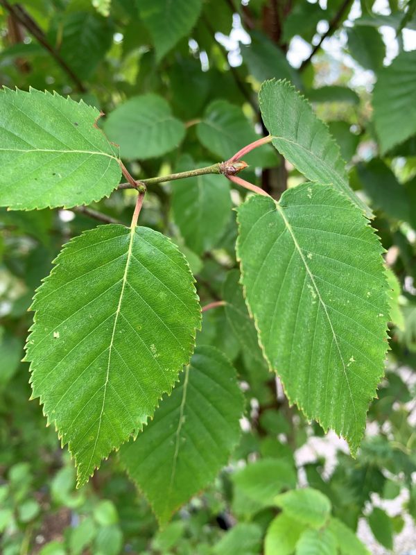 Betula pendula 'Fastigiata'