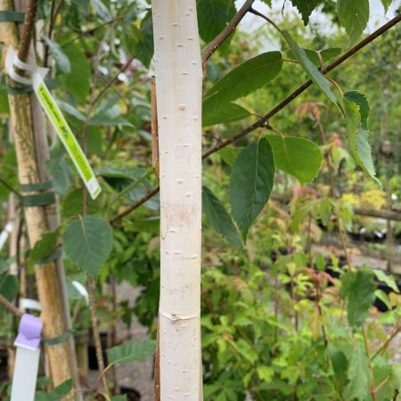 Betula pendula 'Fastigiata'