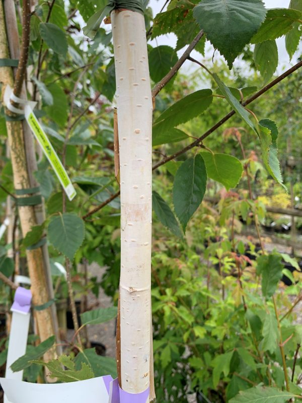 Betula utilis 'Jacquemontii'