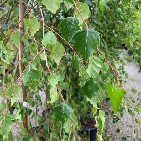 Betula pendula 'Youngii' (Young's weeping birch)